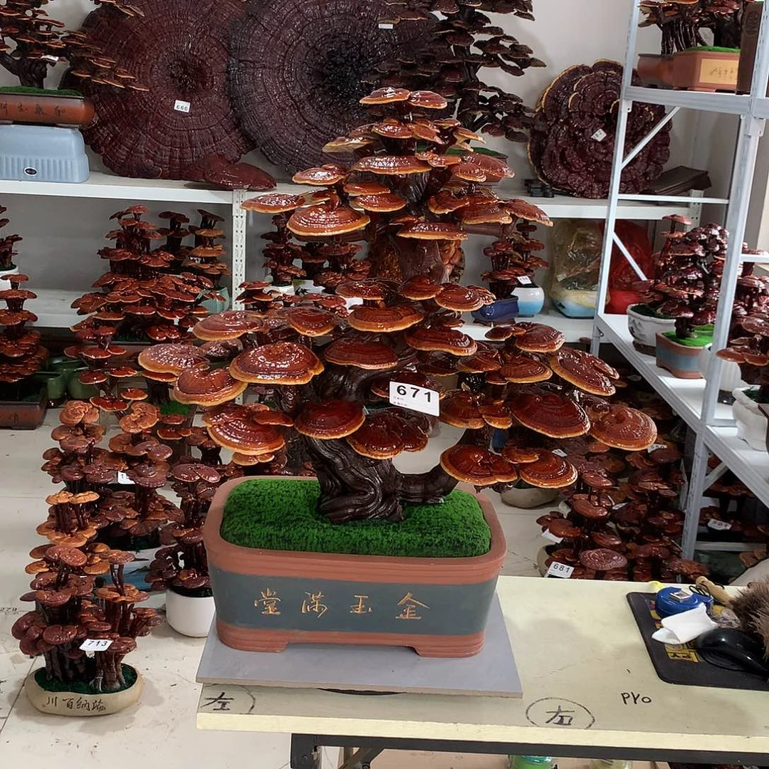 无花朵888888888888