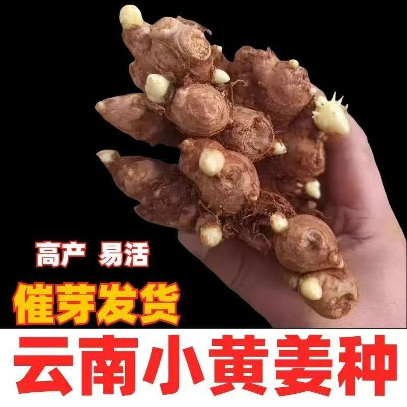 【高产姜种】云南小黄姜芽姜种老姜农家自然高山种植自留