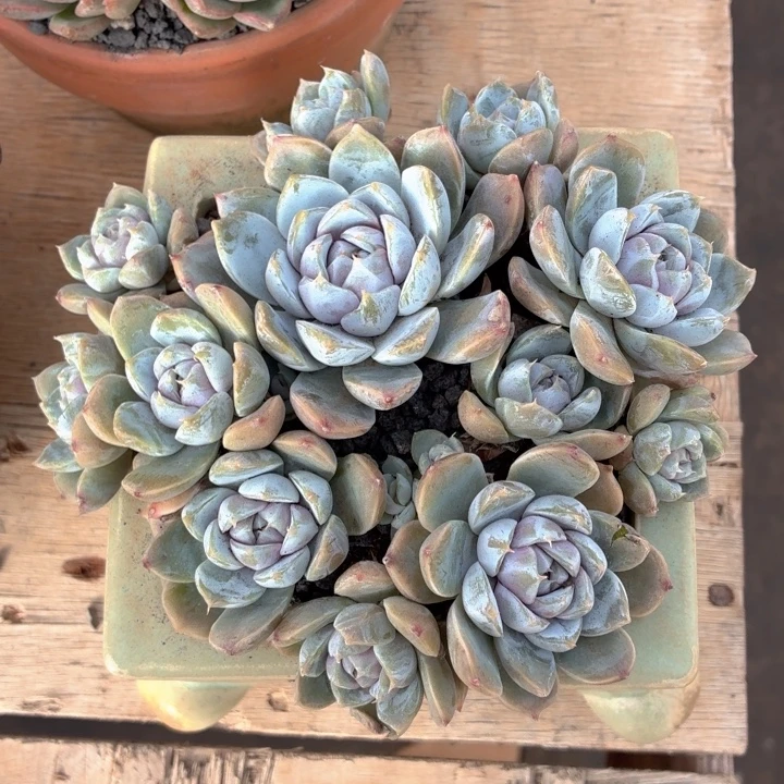多肉植物 雪兔一物拍-4