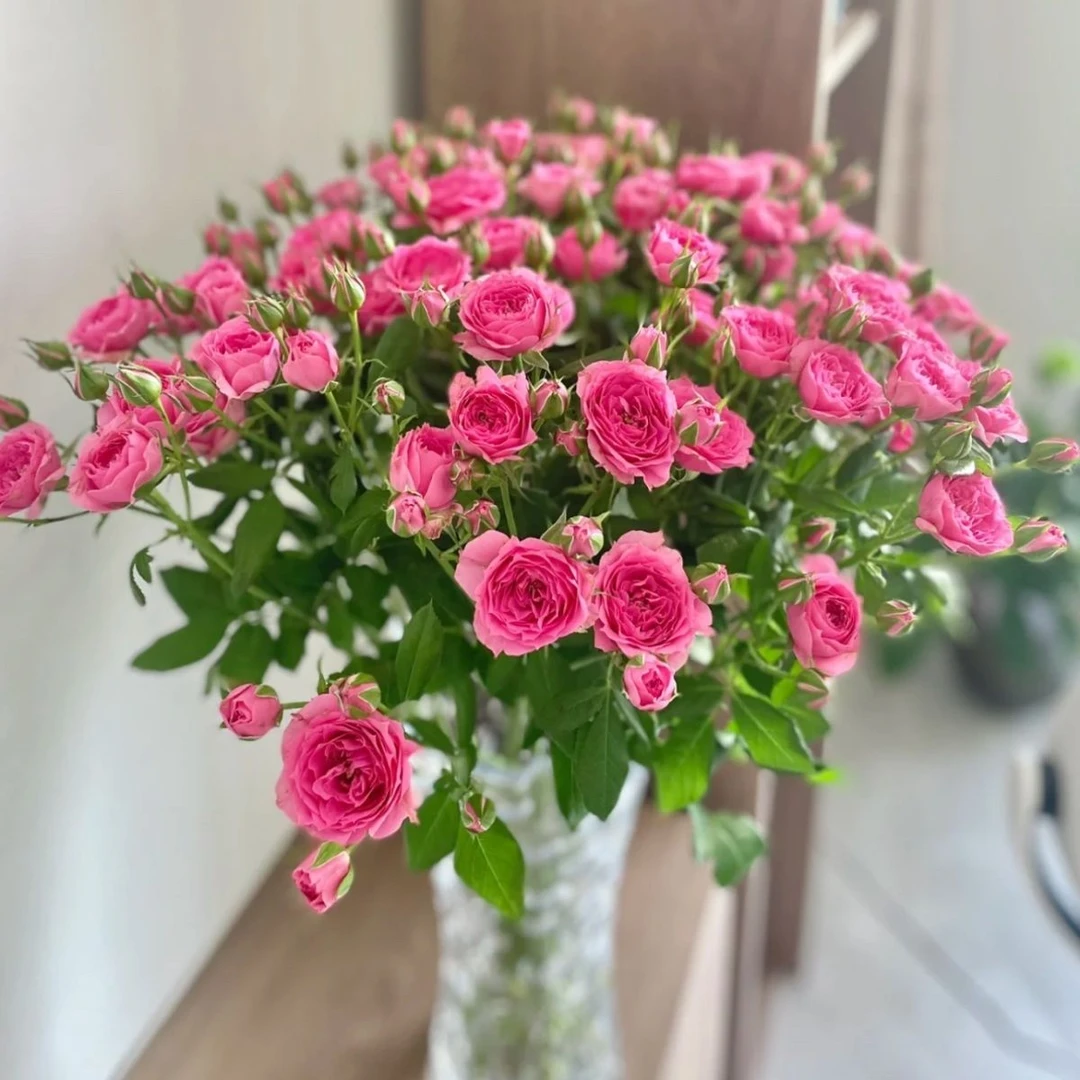 稀有多头泡泡苏菲宝贝小玫瑰鲜切花云南鲜花基地直发