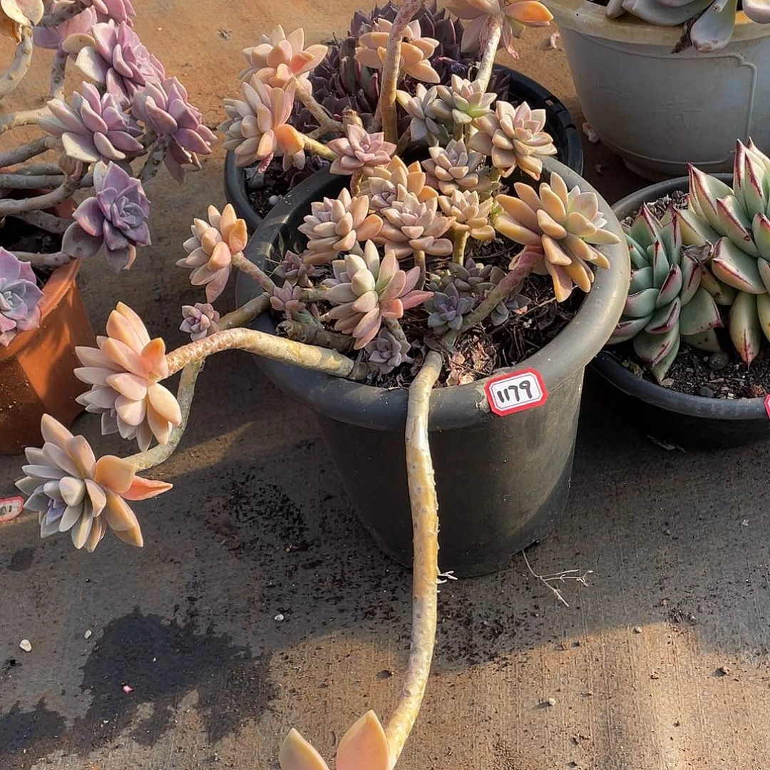 1179淡雪 一物一拍多肉