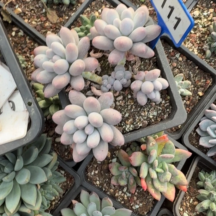 多肉植物汤圆群111