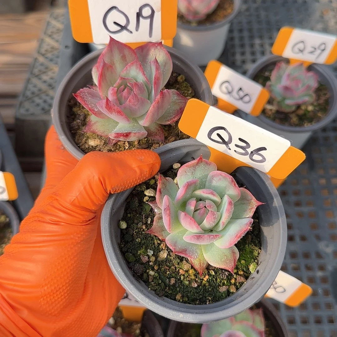 重****肉Q19-36惊鸿单头多肉