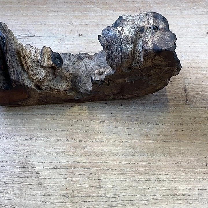 大***树线香早期加里曼丹