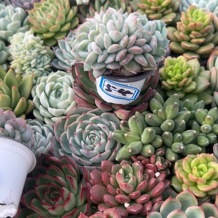 希***嘻一物一拍厚梦多肉54