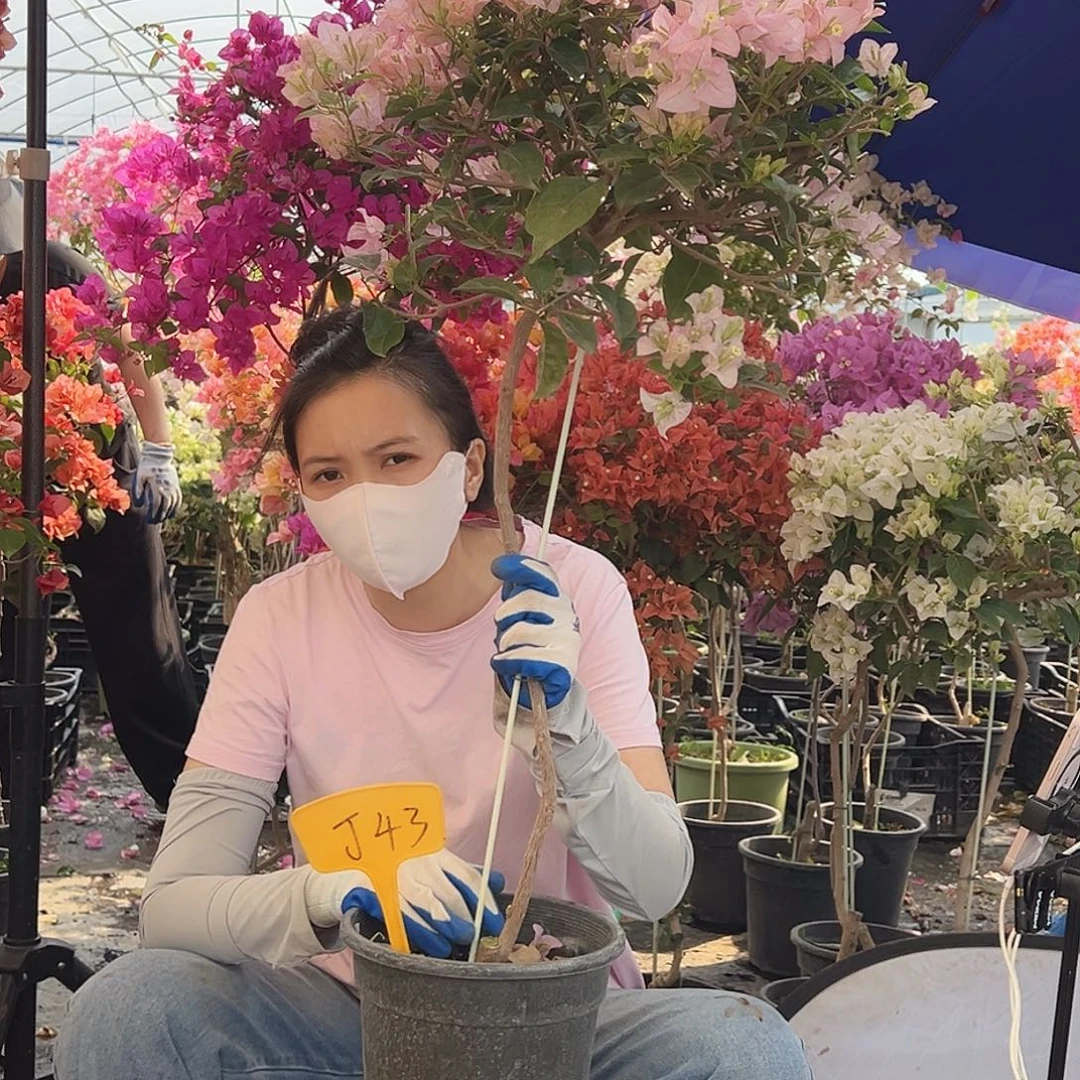 往***风大部分花苞少量开放J43丽娜