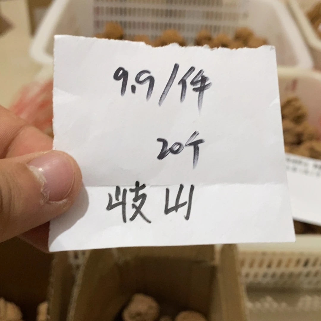 桃核把件岐山111111