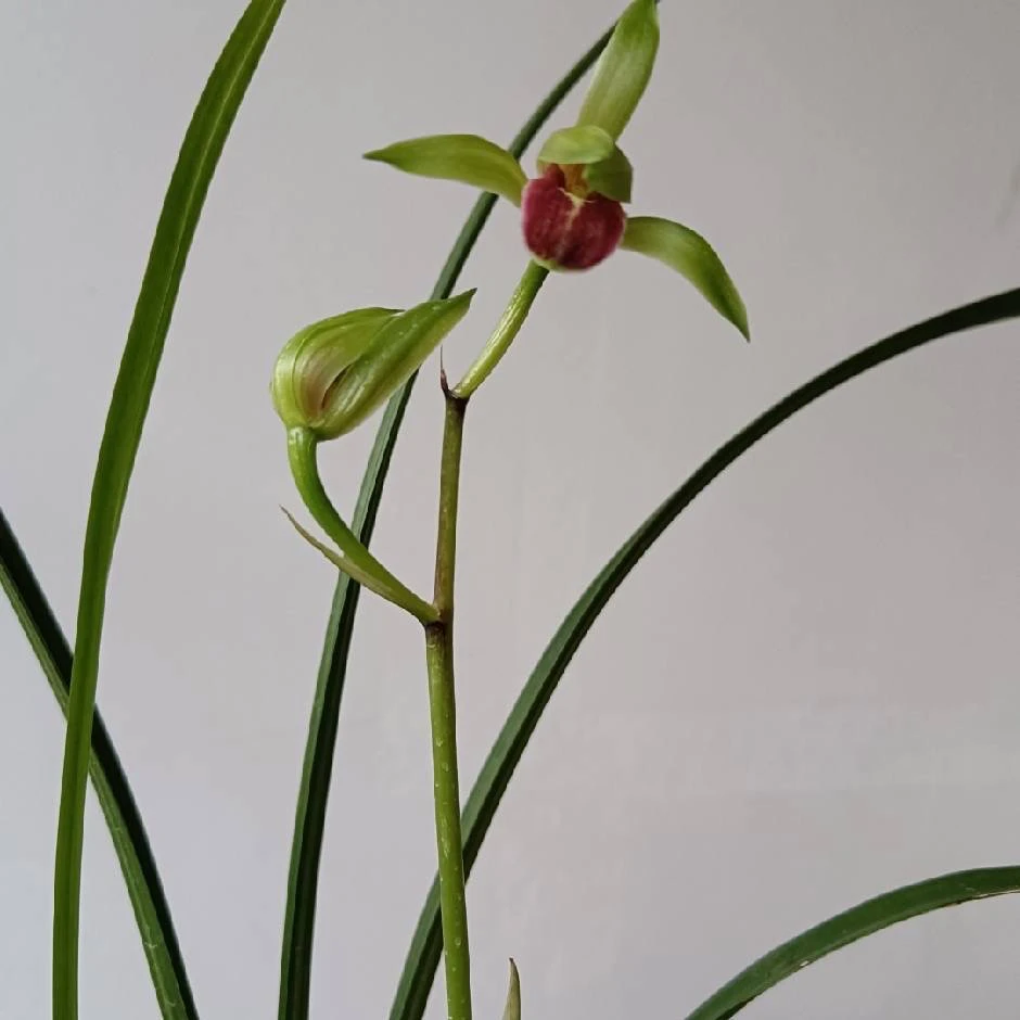 花不语绿兰临时链接一物一拍