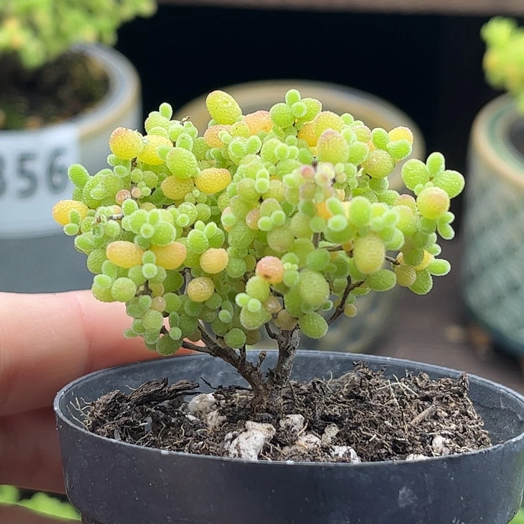 17蜜桔糖球优选枝干