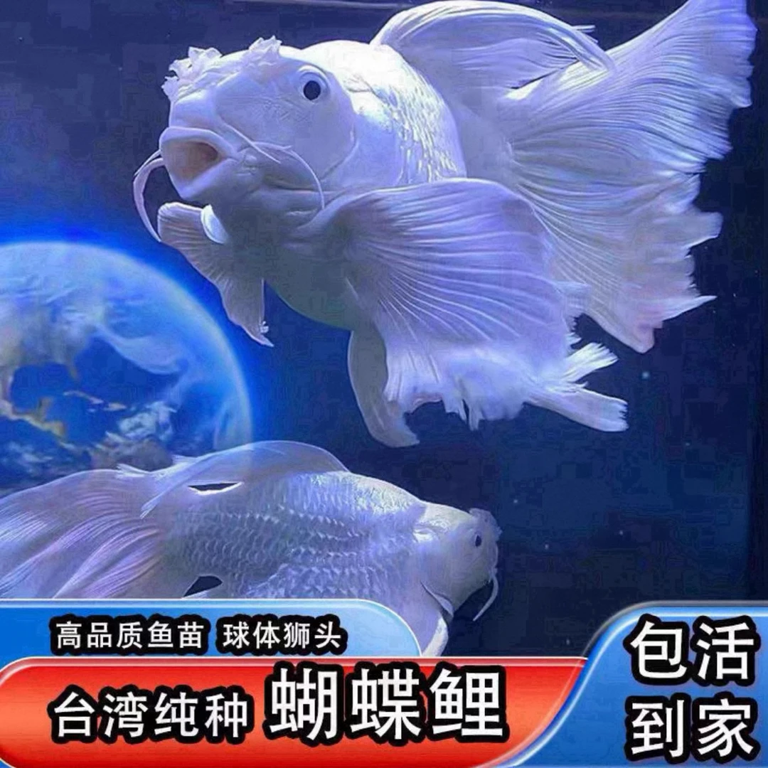 A16-20公分纯种短身台系蝴蝶鲤石膏白好养耐活大鳍大尾