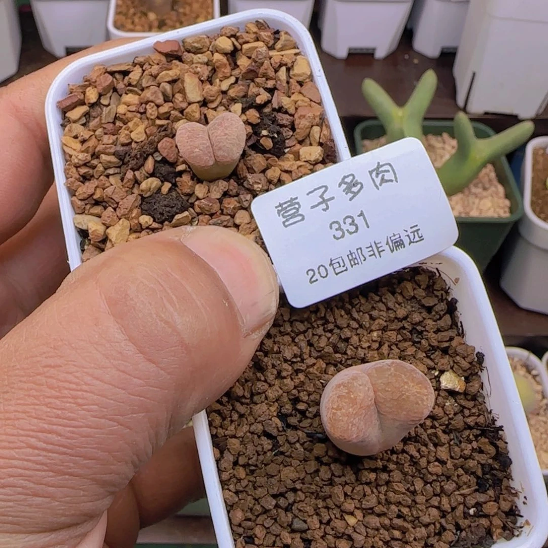 小***妈产地C10脱土发货。