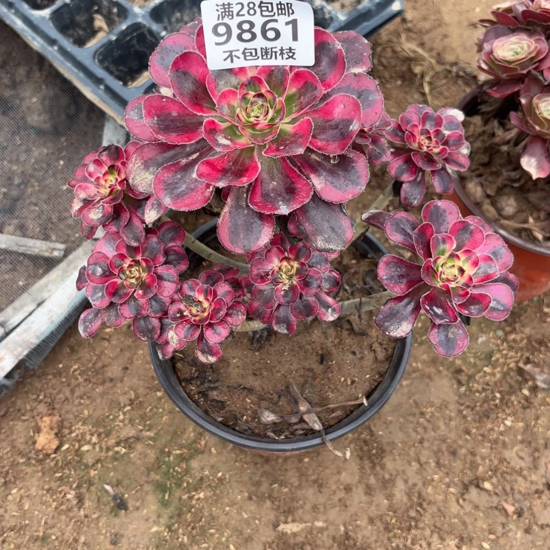 M. 9861丽娜多肉，处理