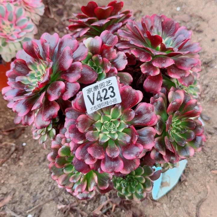 423云姬官服22左右2