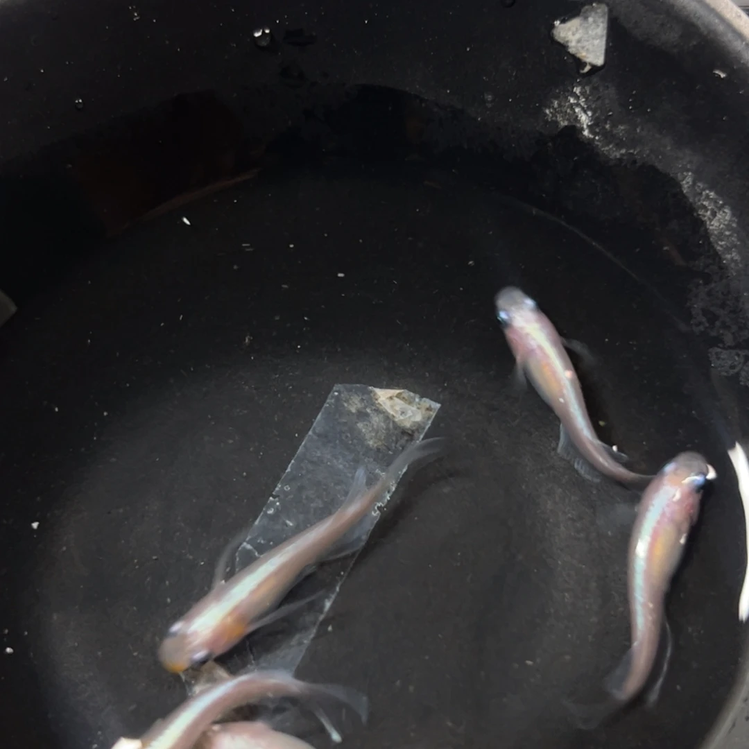 海水鱼想你超级超级jx