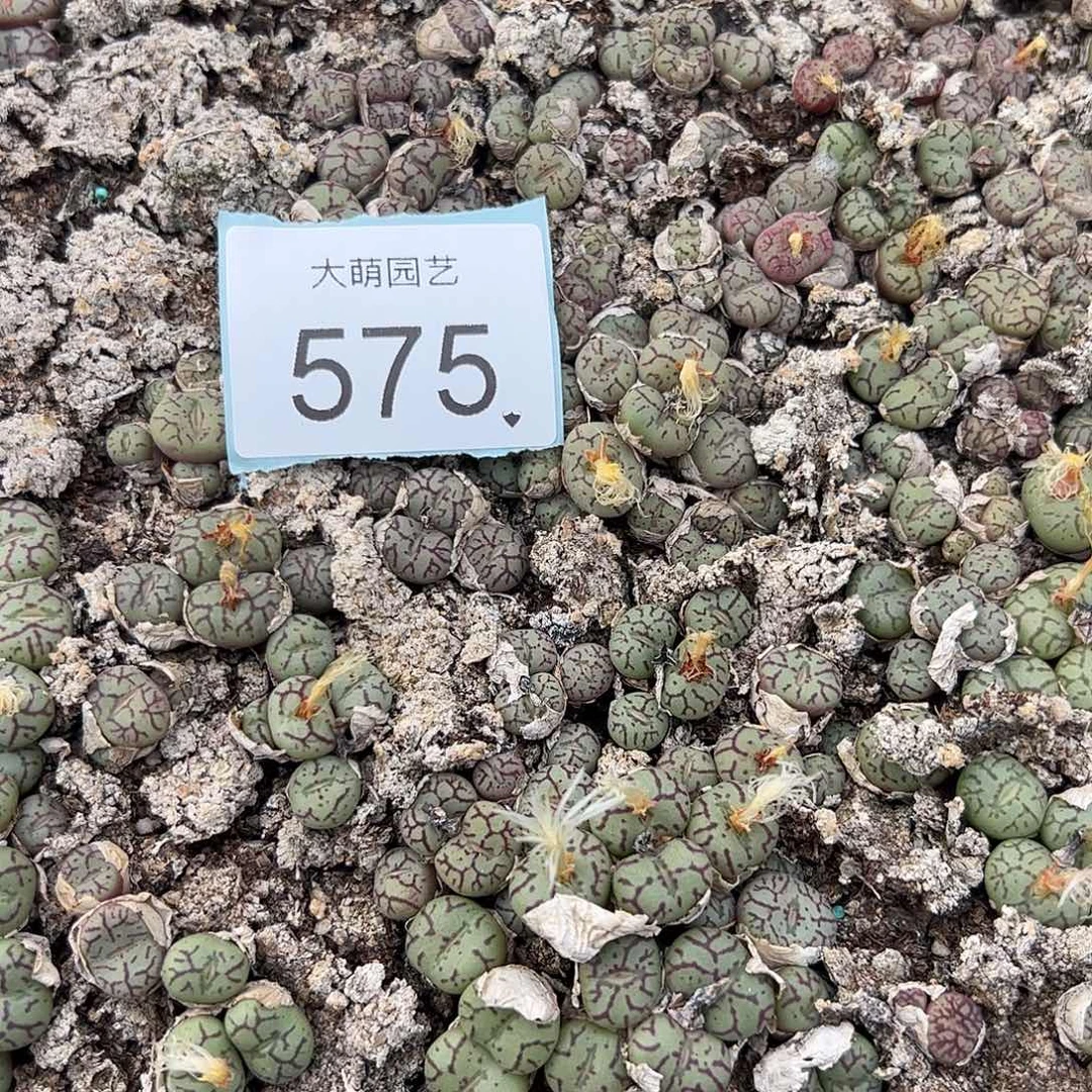 0000575量拍青姬5颗每颗不低于3个头