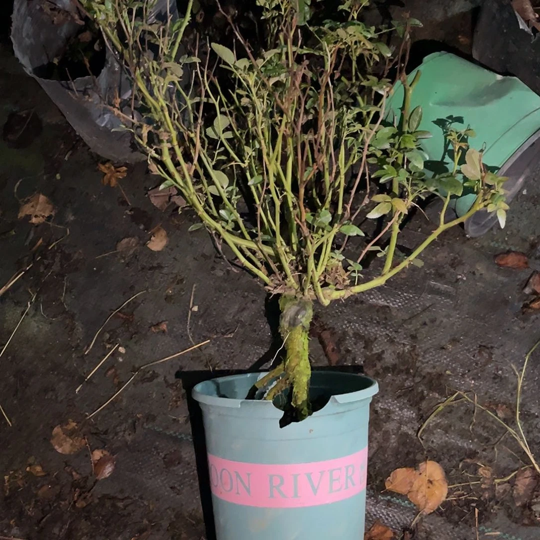 无花朵——提根 微月 9.9