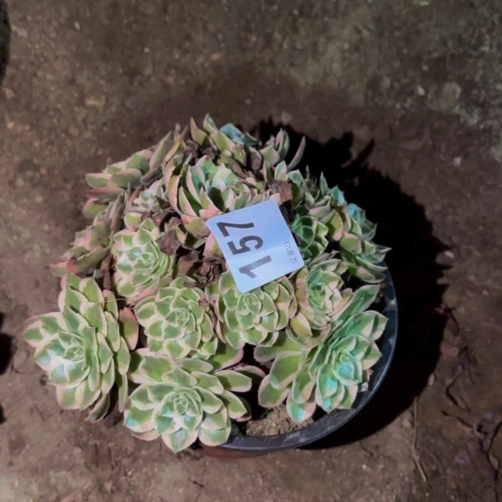 157半糖荔枝多肉植物不售后