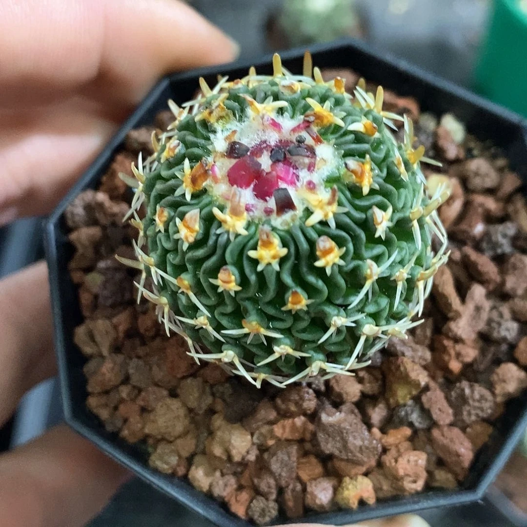 唯*孤品实生日系短豪刺太刺太刀岚3.6cm仙人球