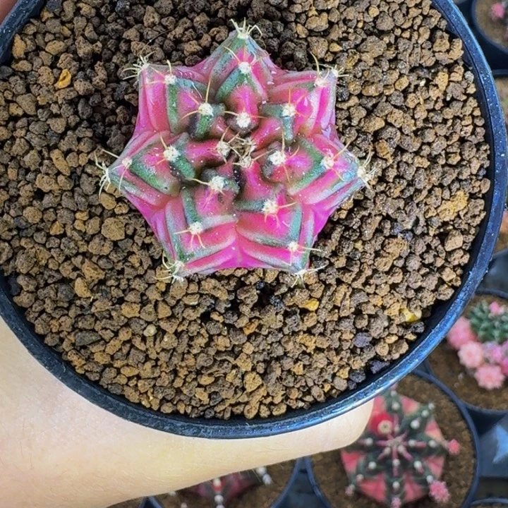 米哈星球000000000000088