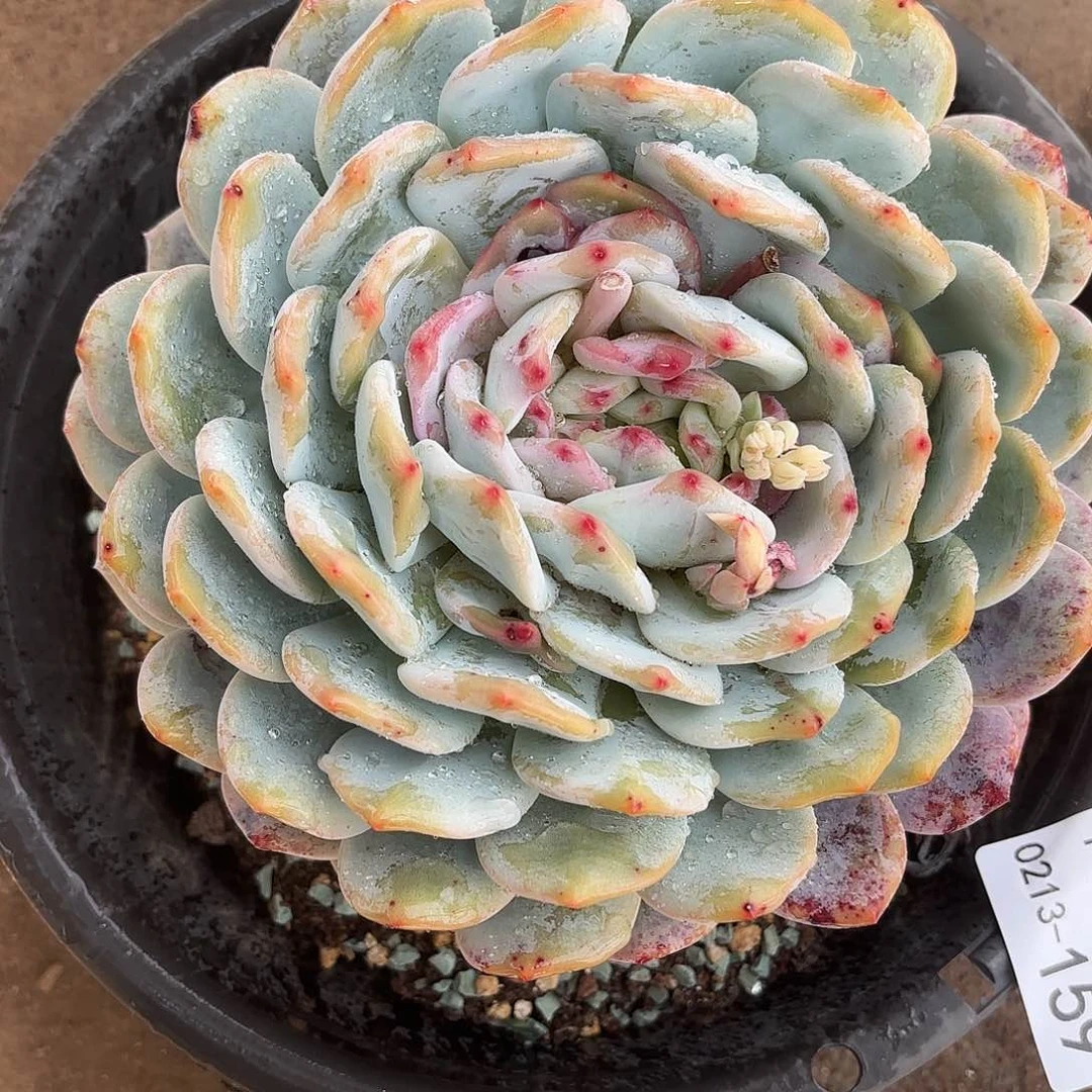 同温层多肉159雪天使