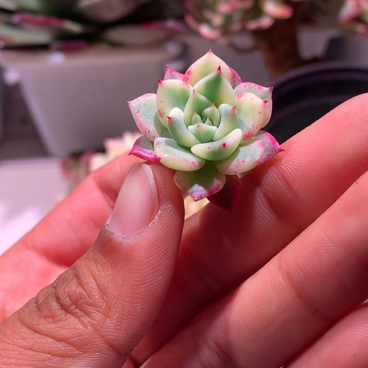 沙罗姬杂腹轮锦可嫁接