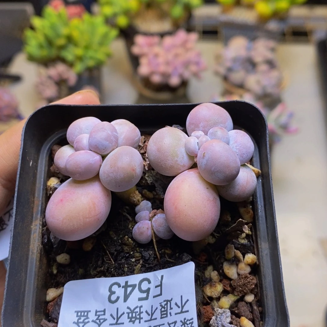 543橙奶多肉肉4cm