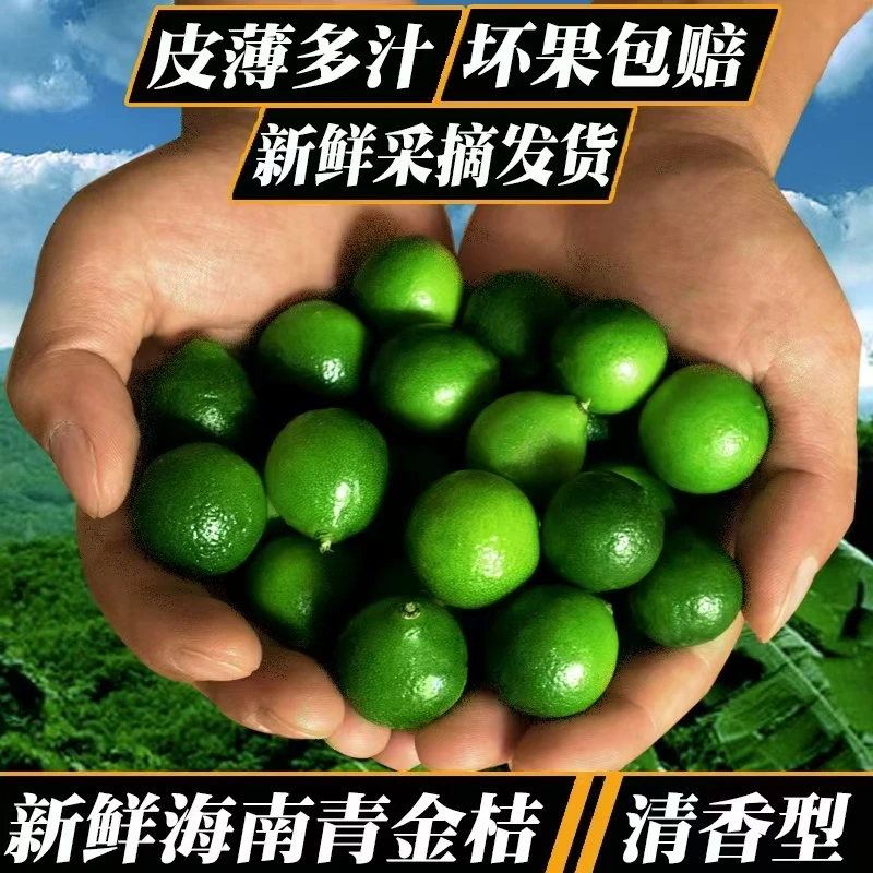海南青金桔新鲜小金桔青橘子小青柠现摘多汁薄皮水果奶茶店家用