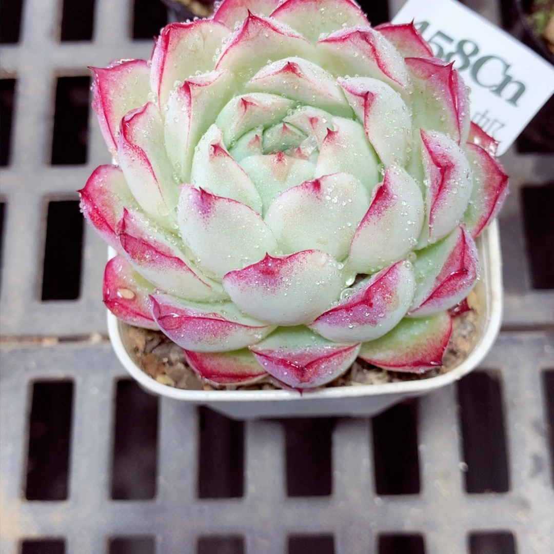 5厘米盆精控多肉458