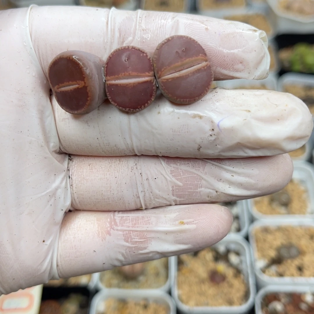 多肉植物一物一拍19