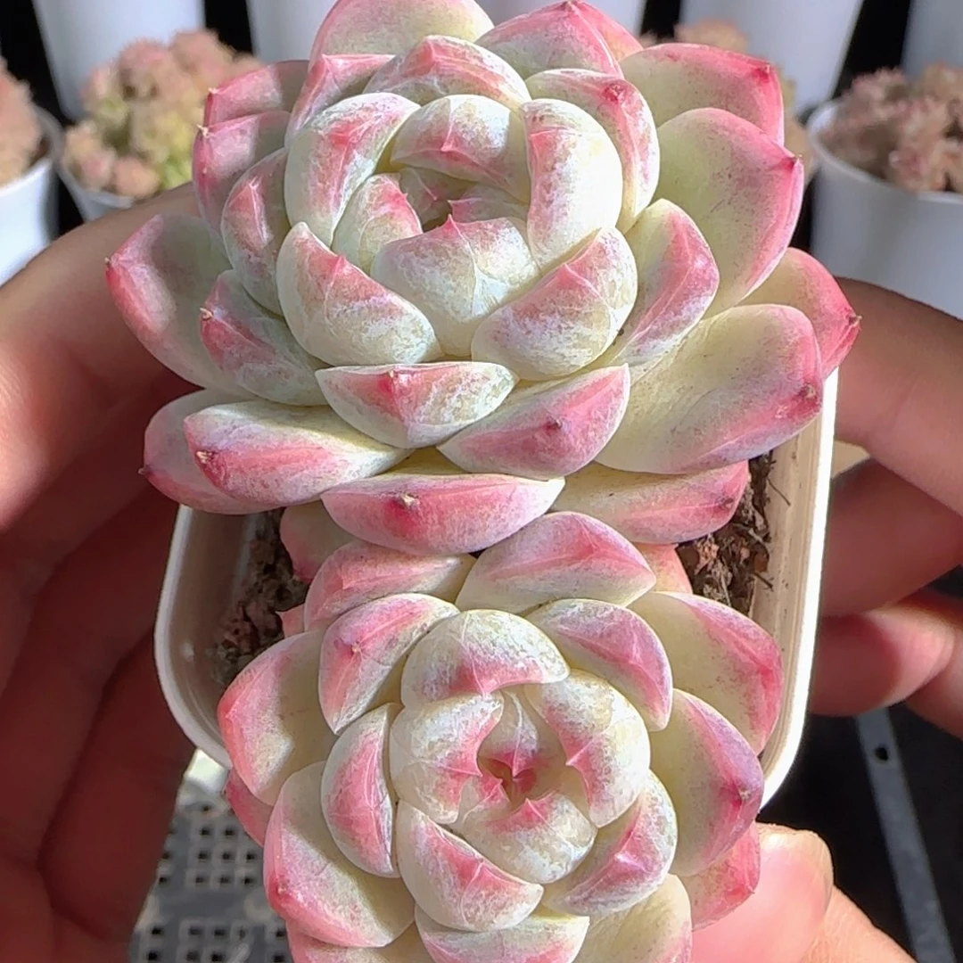 多肉0105-09糖心糖心