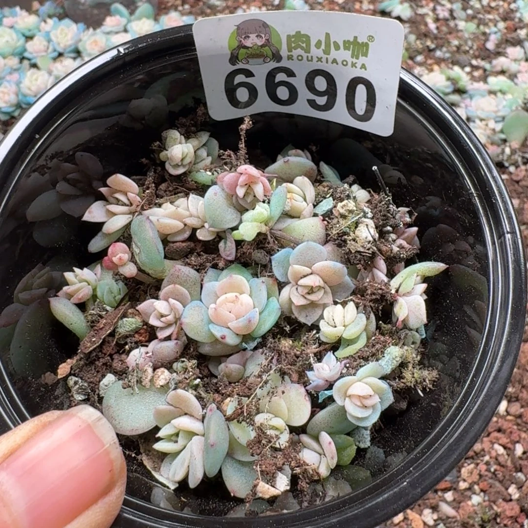 多肉植物多肉植物