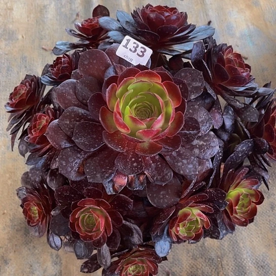 赤炎莲法师法师133