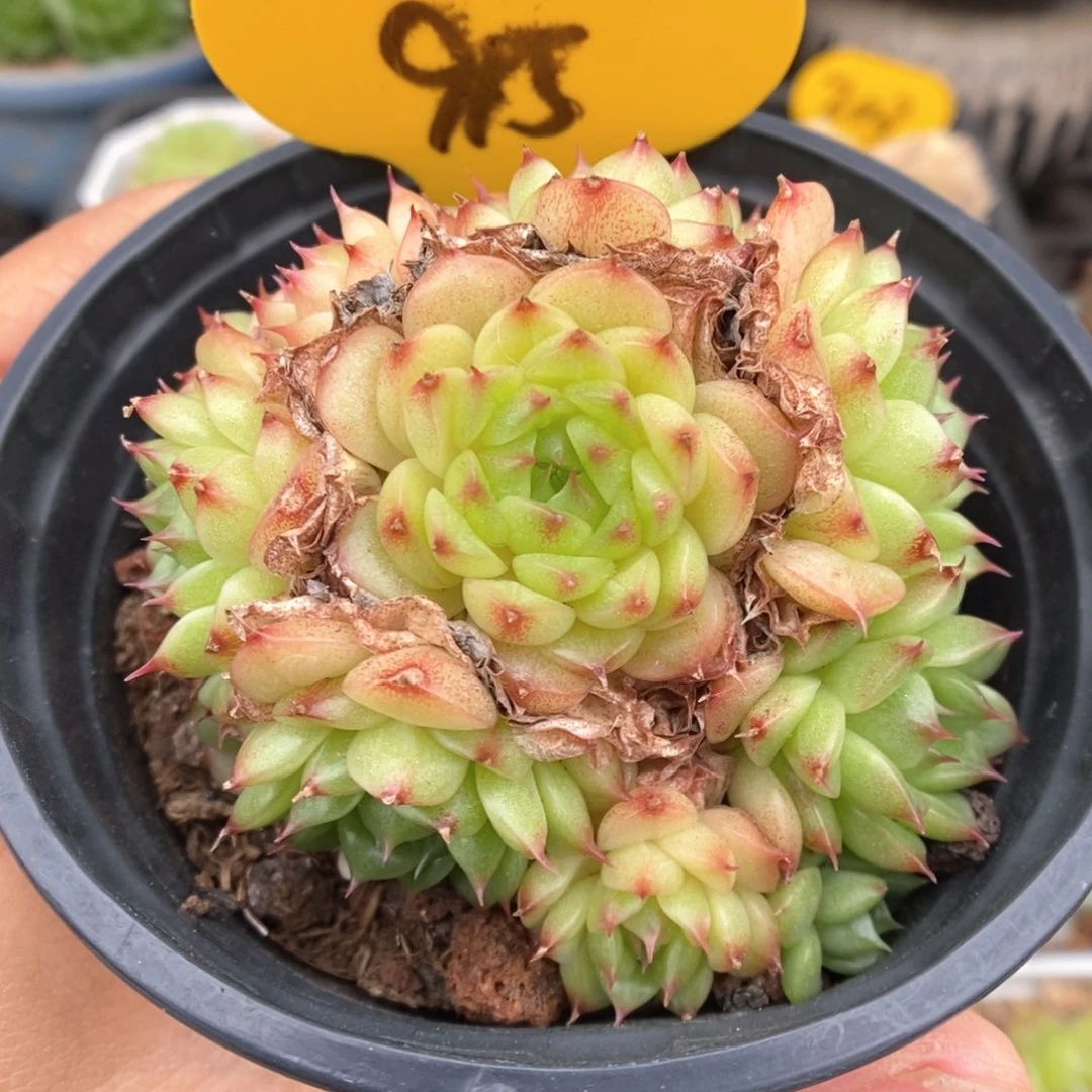 小胖子麦秆群生915号