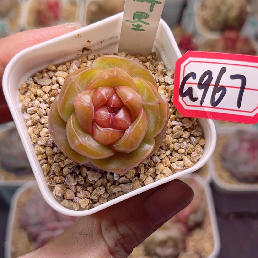 悄**笑G967 醉墨一物一拍