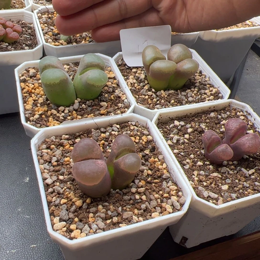 9.23福利风铃多肉植物170