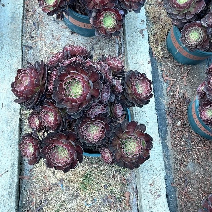 0264赤炎链多肉植物