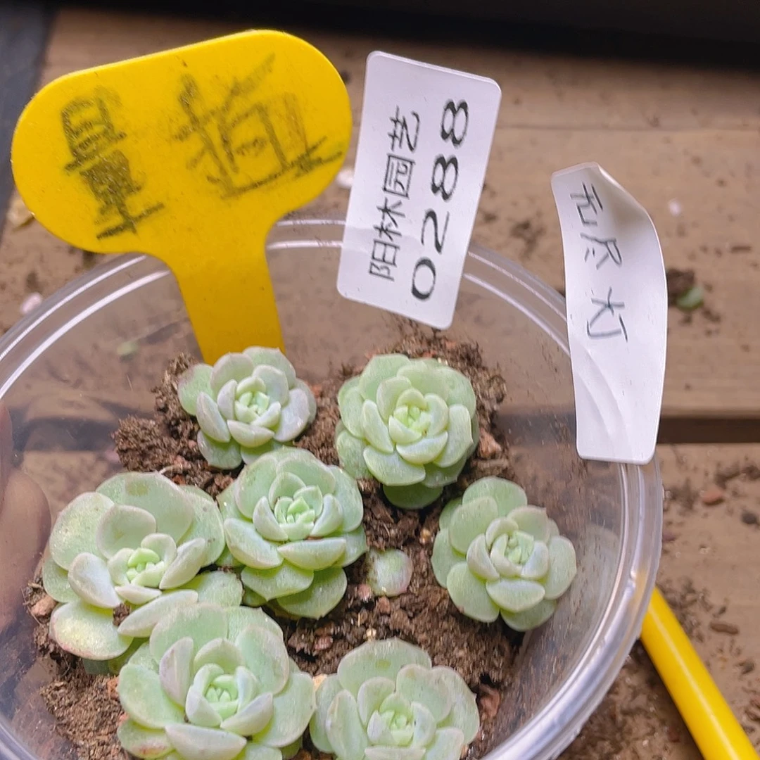 量拍多肉植物多肉植物288