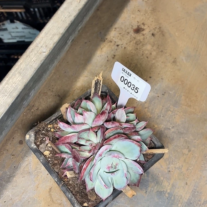 ?***晚惊鸿一物一拍00035