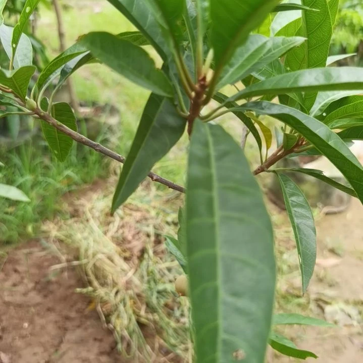 四***安当前无花栽培后可以开花