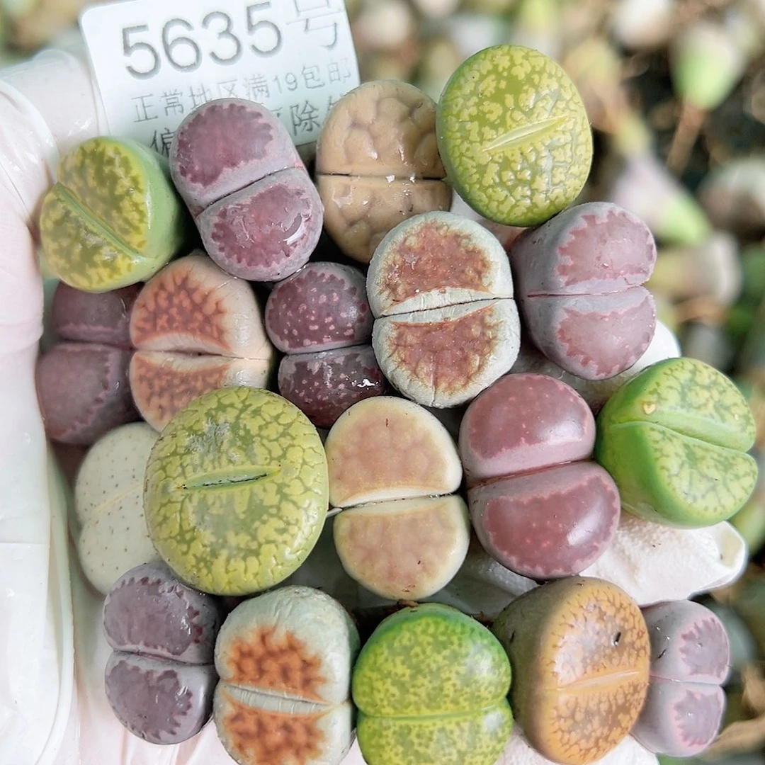 5635 好养易活生石花大母本19个