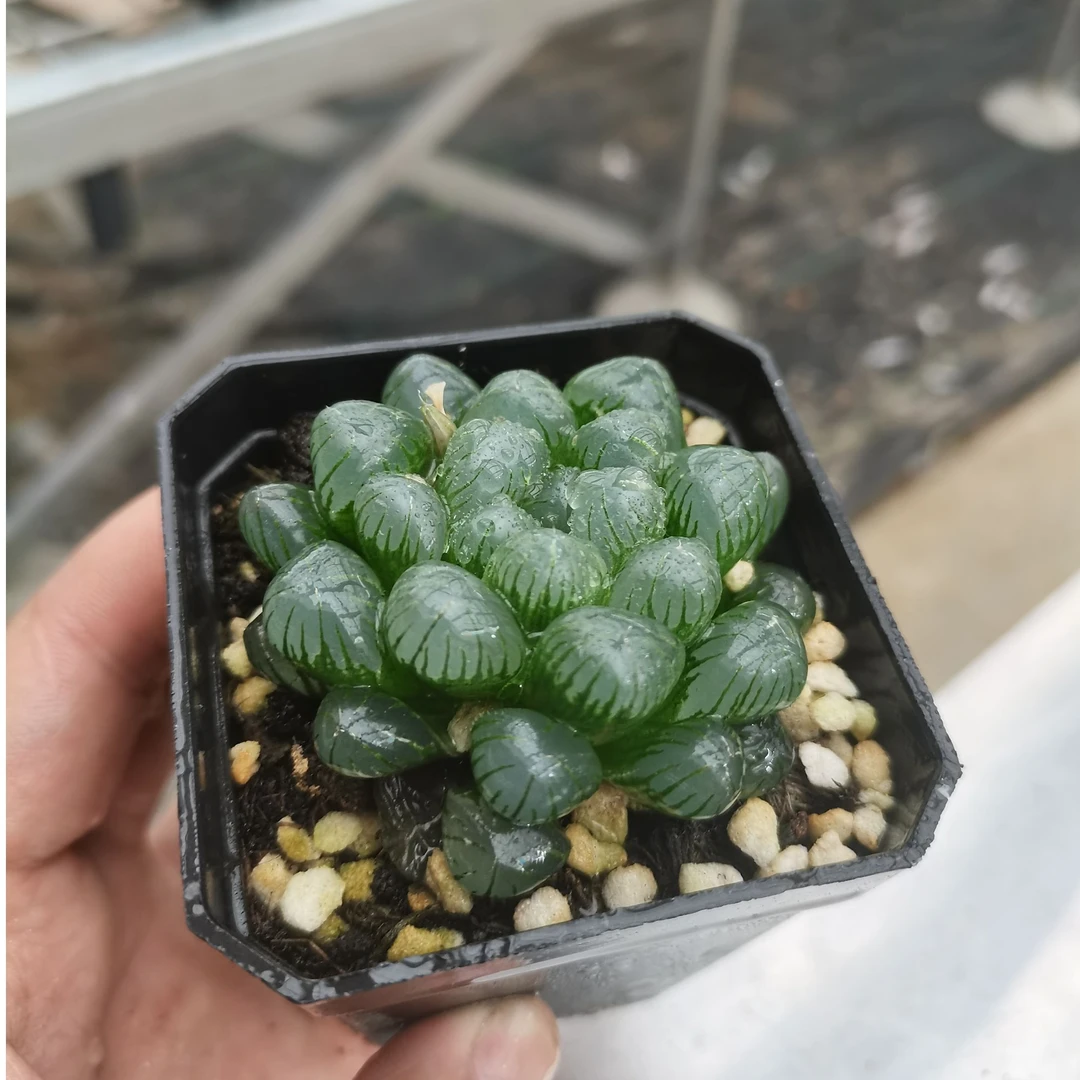 【18】十二卷类绿植多肉盆栽潘氏冰灯玉露冠幅5-6公分带盆带土