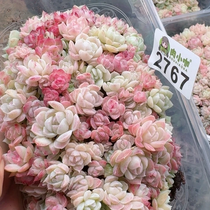 多肉植物多肉植物