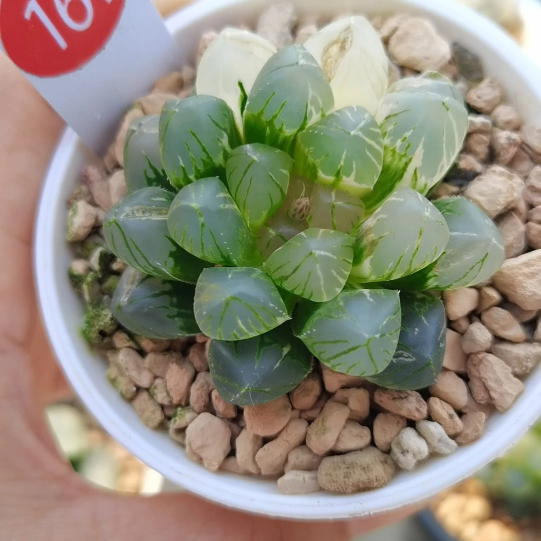 161号OM玉露锦一物一拍带盆土发货