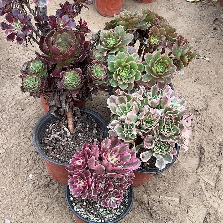 262多肉植物组合，