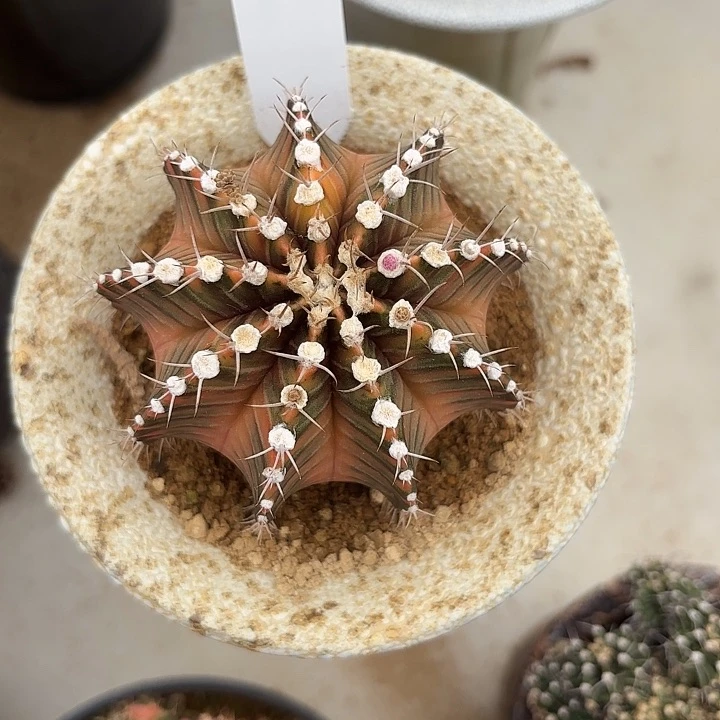 292-0529泰国发货多肉