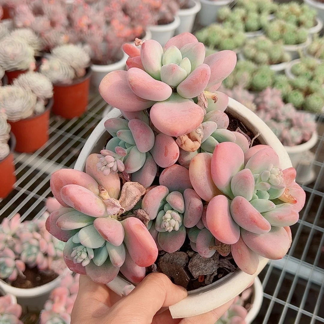 樱花洛神多头大盆群