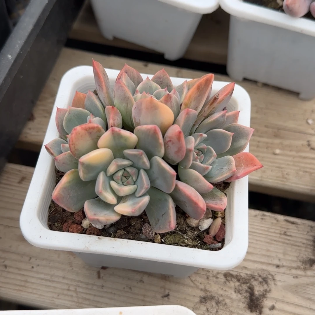 红粉知己锦五十包邮老桩