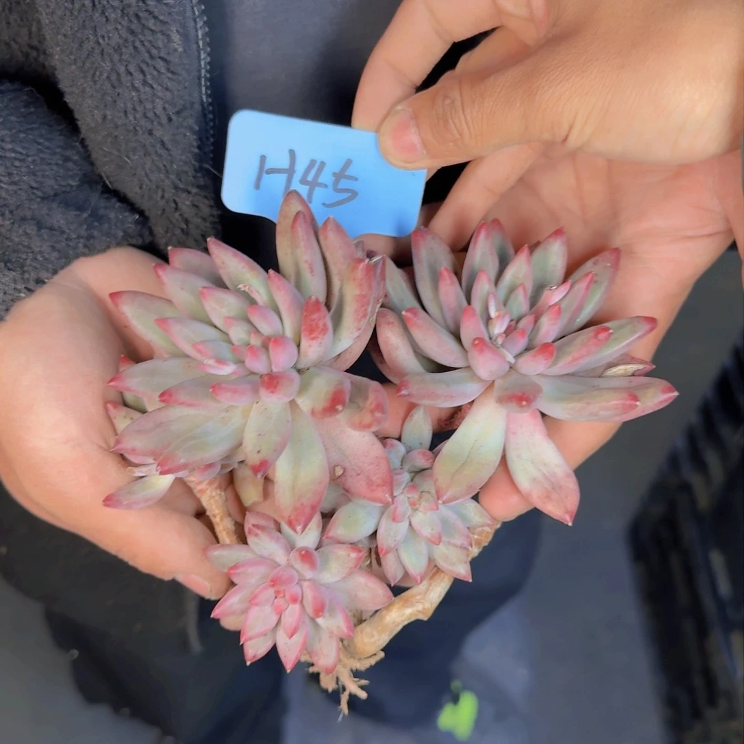 徽****云多肉植物的生长发育和