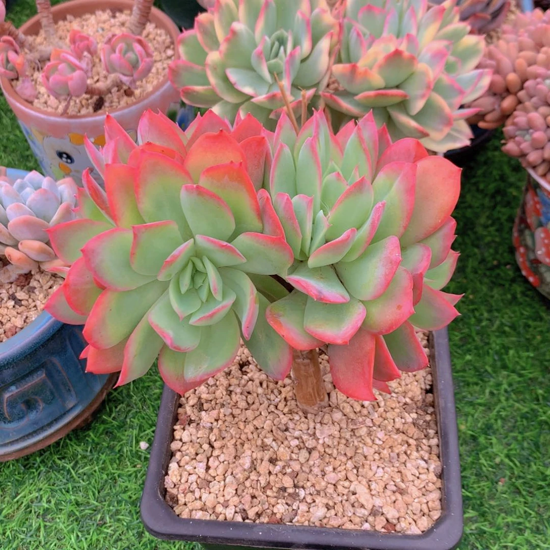 子**麻绮罗 多肉 一物一拍