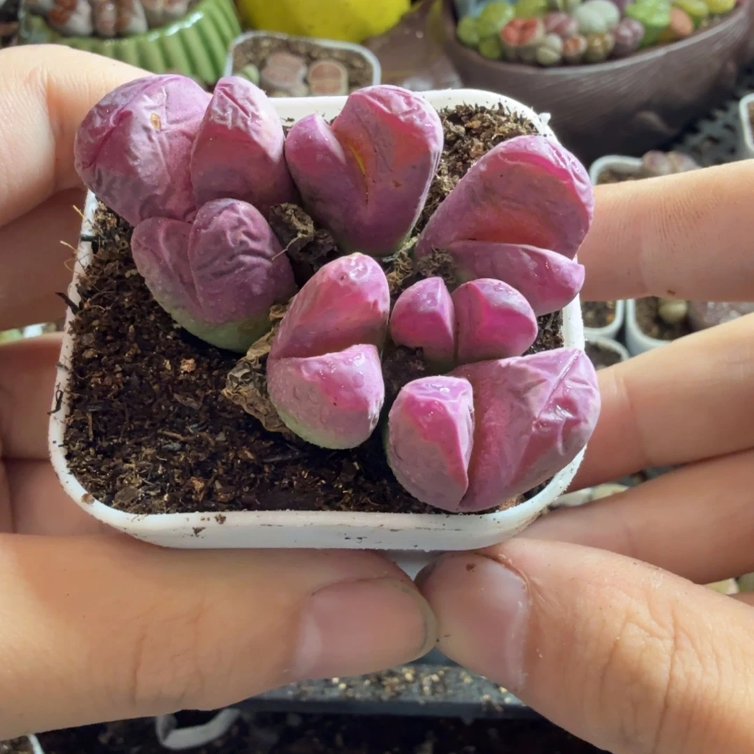 未***曲多肉植物和植物的生长169